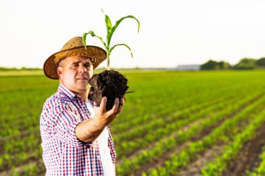 Hasır şapkalı ve ekose gömlekli bir çiftçi temiz bir gökyüzünün altında geniş, bakımlı bir ekin tarlası olan toprak kaplı genç bir bitki tohumu tutar..