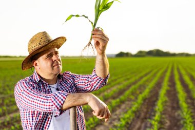 Hasır şapkalı ve ekose gömlekli bir çiftçi açık bir günde geniş ve canlı bir yeşil alanda genç bir mısır bitkisini titizlikle inceleyerek sağlıklı ürün büyümesini sağlar..