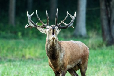 Büyük boynuzları olan güçlü bir geyik gür bir orman açıklığında duruyor, yeşil bölgelerin arasında egemen varlığını gösterirken sesleniyor..