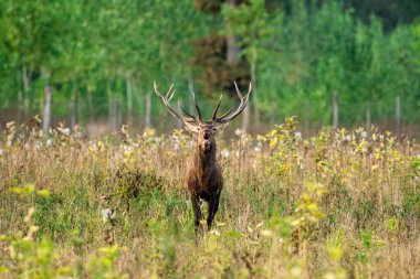Bir kraliyet geyiği otlakta duruyor, etkileyici boynuzları belirgin bir şekilde sergileniyor, yemyeşil yapraklar ve uzak ağaçlarla çevrili, doğal bir görkemi çağrıştırıyor..