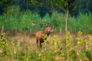 Büyük boynuzları olan görkemli bir geyik gür bir orman açıklığında duruyor, canlı yeşilliklerle çevrili, sesi sakin atmosferde yankılanıyor.