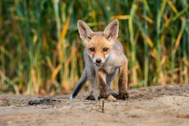 A curious young fox cub stands on sandy ground with a blurred background of green vegetation, capturing a natural moment in wildlife photography. clipart