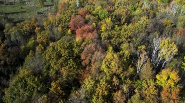 Renkli yaprakları ve dağınık yeşillikleri olan canlı sonbahar ormanlarının doğal manzarası.