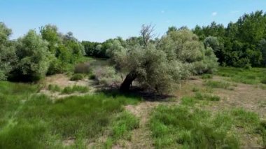 Çimenli çayırlardaki yalnız ağaç yemyeşil ormanlarla çevrili ve berrak mavi gökyüzü, sakin yaz manzarası