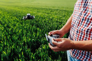 Uzaktan kumandayla buğday tarlasında uçan dronu kontrol eden çiftçi, tarımda modern teknolojiyi uyguluyor.