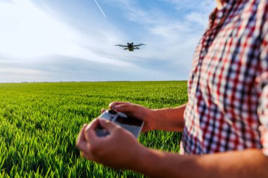 Çiftçi büyük yeşil buğday tarlasında ekinleri incelemek için dron kullanıyor.