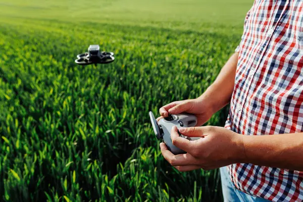Uzaktan kumandayla buğday tarlasında uçan dronu kontrol eden çiftçi, tarımda modern teknolojiyi uyguluyor.