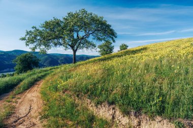 Tepedeki çimlerin manzarası toprak yol, yalnız ağaç ve tuna, güneşli bir günde arka planda kıvrılıyor.