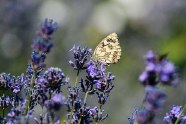 Güneşli bir yaz bahçesinde canlı lavanta çiçeklerinden nektar çıkaran mermer beyaz bir kelebeğin yakın çekimi.