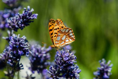 Canlı lavanta çiçeklerinin üzerinde dinlenen İspanyol fırıldak kelebeğinin yakın çekimi