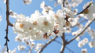 Mavi Gökte Çiçek açan Kayısı Ağacı