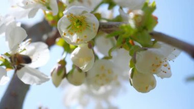 Bahar 'da Ağaç' ta Tozlanan Bal Arısı Çiçekleri