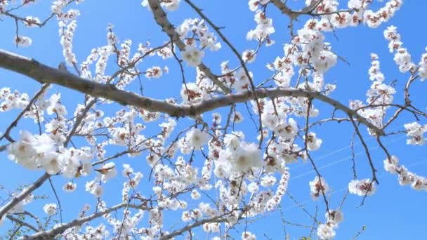 Mavi Gökte Çiçek Açan Kayısı Ağacı — Stok video
