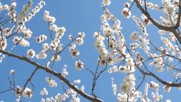 Mavi Gökte Çiçek Açan Kayısı Ağacı — Stok video