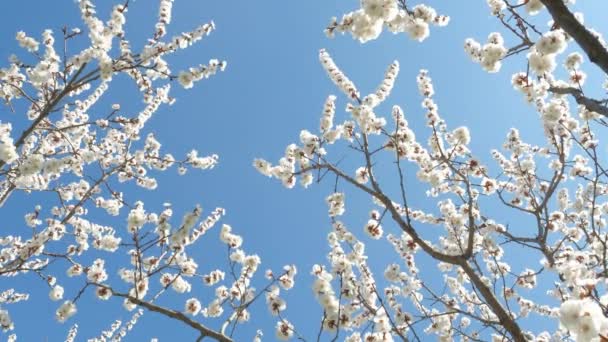 Abrikozenboom Bloeiend Blauwe Lucht — Stockvideo