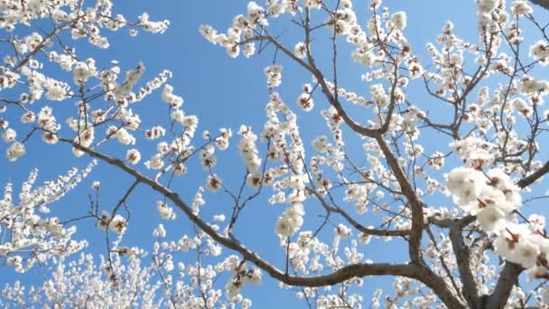 青い空に咲くアプリコットの木 — ストック動画