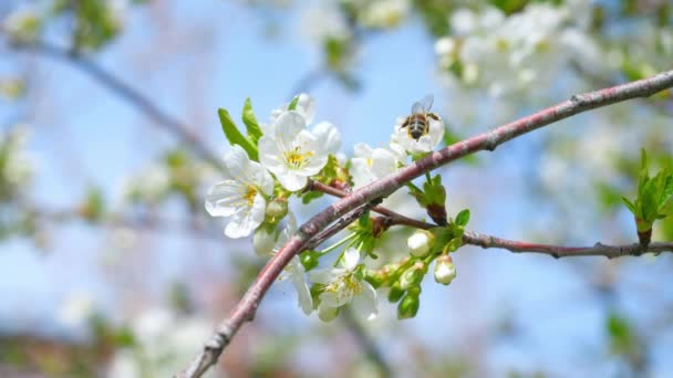 Медовая Пчела Опыляет Вишневые Цветы Дереве Весной — стоковое видео