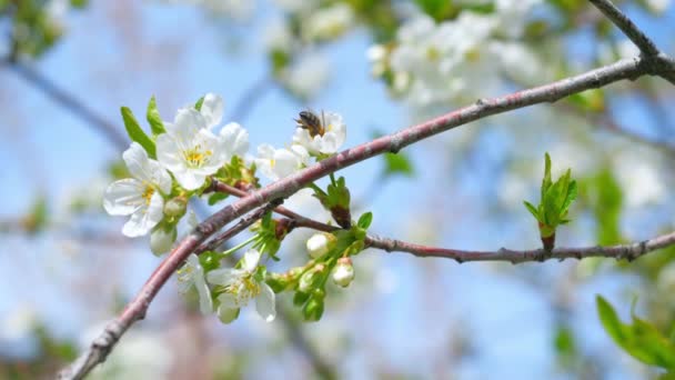 Bahar Ağaç Tozlanan Bal Arısı Çiçekleri — Stok video
