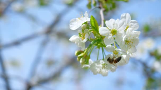 Abeja Miel Polinizando Flores Cerezo Árbol Flor Primavera — Vídeos de Stock