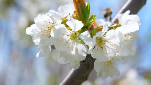 Honey Bee Pollinating Cherry Flowers Tree Spring Blossom — Stock Video