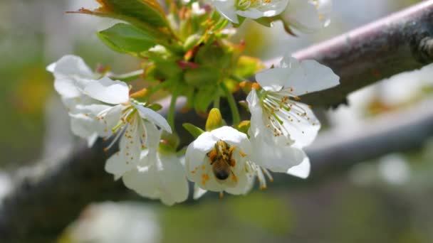 Pszczoła Miodna Zapylająca Kwiaty Wiśni Drzewie Wiosennym Kwiecie — Wideo stockowe