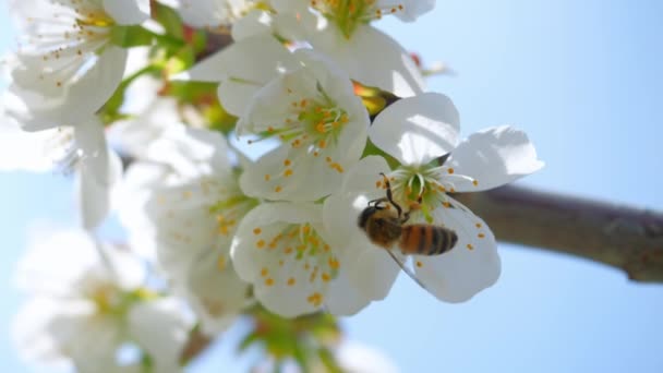Pszczoła Miodna Zapylająca Kwiaty Wiśni Drzewie Wiosennym Kwiecie — Wideo stockowe