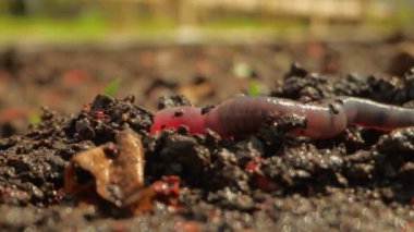 Solucan nemli zeminde sürünür. Yakından.