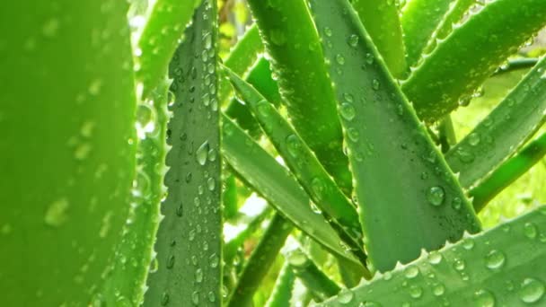 Fresh Aloe Plant Water Drops Camera Moving — Stock Video