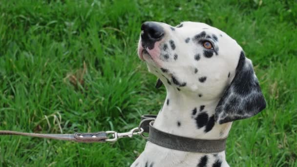 Dalmatian Dog Breed Close — Stock Video