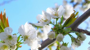İlkbaharda elma ağacının beyaz çiçekleri