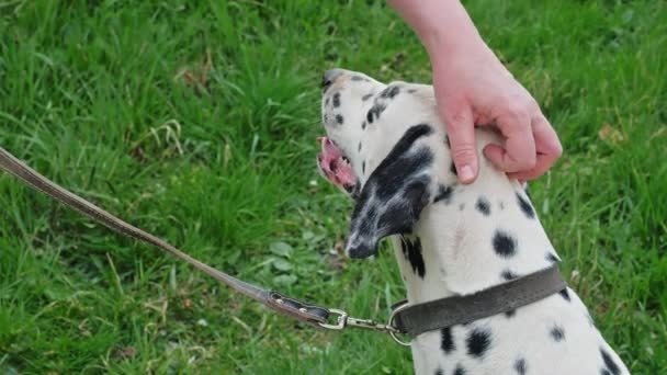 Petting Δαλματίας Σκύλος Φυλή Στο Γρασίδι — Αρχείο Βίντεο