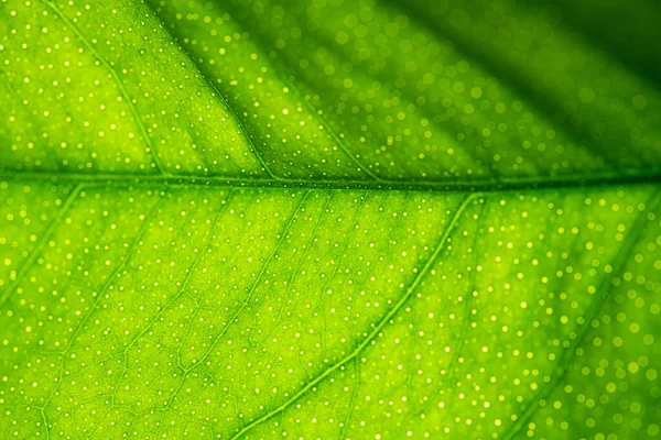 Yeşil Yaprak Dokusu Arka Plan Makrosu — Stok fotoğraf