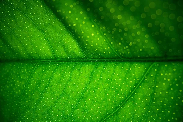 Groene Blad Textuur Achtergrond Macro — Stockfoto