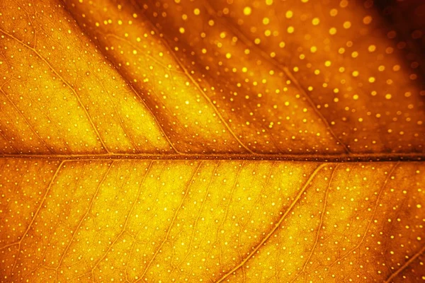 Oranje Kleur Abstracte Blad Textuur Achtergrond — Stockfoto