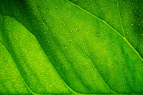 Yeşil Yaprak Dokusu Arka Plan Makrosu — Stok fotoğraf