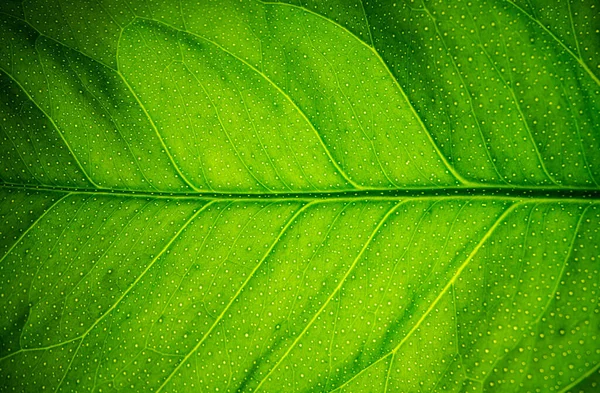 Макрос Текстуры Зеленого Листа — стоковое фото