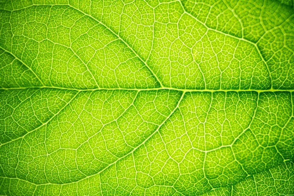 Hoja Verde Textura Fondo Macro —  Fotos de Stock