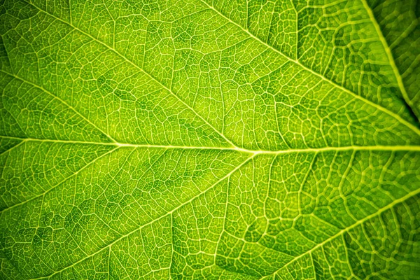 Groene Blad Textuur Achtergrond Macro — Stockfoto