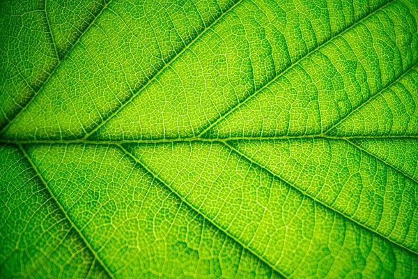 Zielony Liść Tekstura Tło Makro — Zdjęcie stockowe