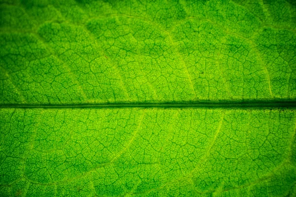 Folha Verde Textura Fundo Macro — Fotografia de Stock