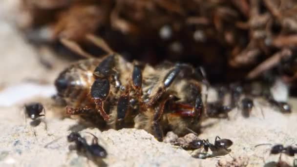 蚂蚁与死蜂黄蜂 — 图库视频影像