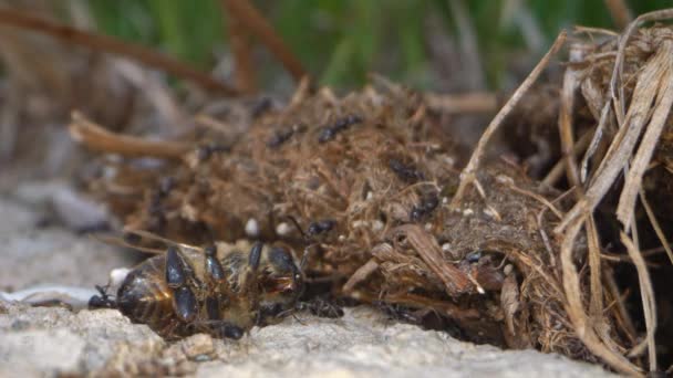 Mravenci Mrtvá Včelí Vosa — Stock video
