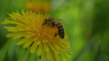 Sarı Karahindiba ve Arı Dölleme