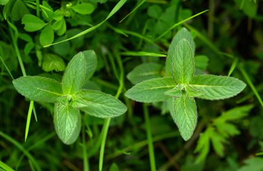 Vahşi Nane Mentha Arvensis. Kapatın.