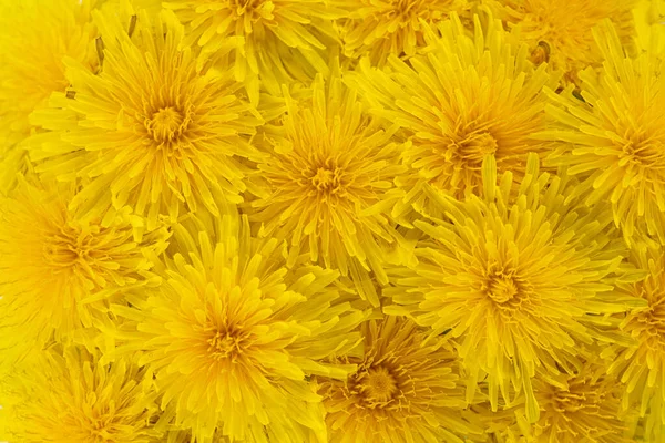 Желтый Цветок Одуванчика — стоковое фото