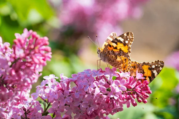 stock image Butterfly on Pink Lilac Flowers