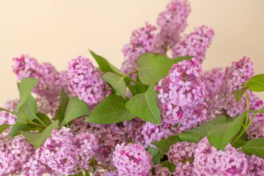 Masada Mor Leylak Çiçekleri