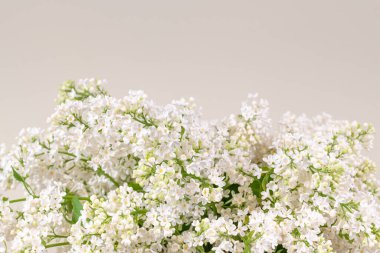 beyaz lila çiçek arka plan