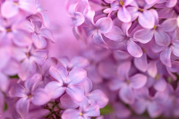 Violet Lilacs Flowers Close Background — Stock Photo, Image