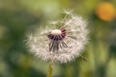 Karahindiba tohumları ile yakın çekim